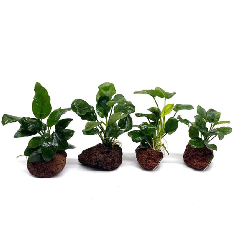 Volkanik Akvaryum Dekorasyon B - Aquarium Planted Tank Filter incelemesi ve fiyatı