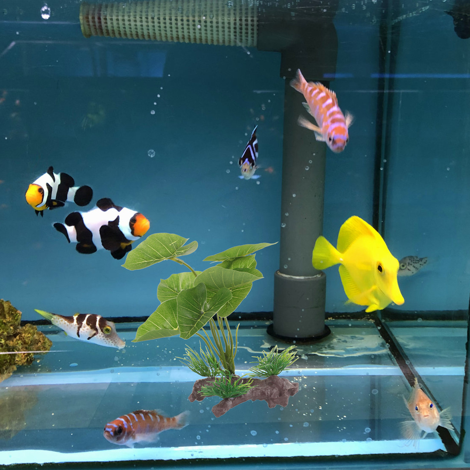 Balık Tankları ve Sürüngen Ter - Planted Aquarium Care incelemesi ve fiyatı